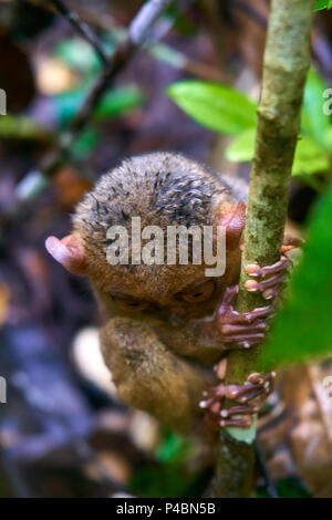 Tarsier Monkey auf Bohol Island Philippinen Stockfoto