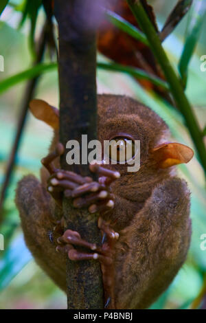 Tarsier Monkey auf Bohol Island Philippinen Stockfoto