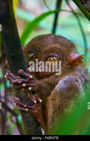 Tarsier Monkey auf Bohol Island Philippinen Stockfoto