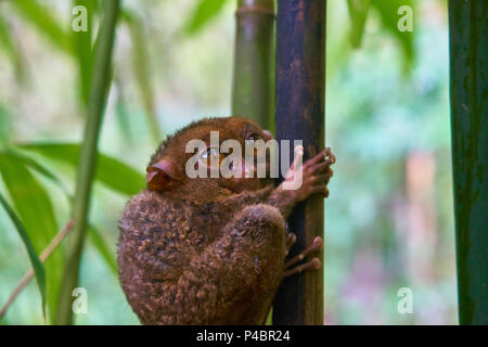 Tarsier Monkey auf Bohol Island Philippinen Stockfoto