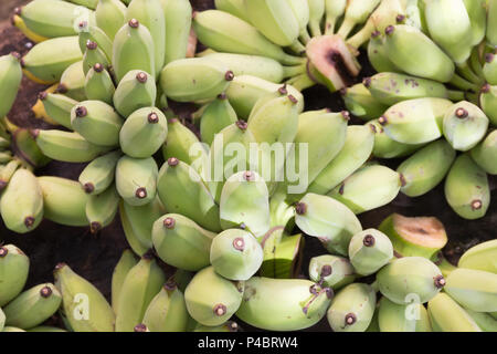 Rohe grüne Bananen im Garten auf Holz Tisch. Diese Banane es Grün auch Pisang Awak Banane genannt, Affe Banane oder Zucker Banane. Stockfoto