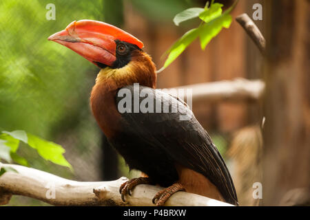 Nahaufnahme Porträt eines braunen Parrot hydrocorax buceros mit einem roten Schnabel und blaue Augen ohne Zweig eines Baumes Stockfoto