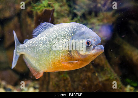 Nahaufnahme der Piranha fischen oder serrasalmus nattereri Floating und schauen sich die Kamera in einem Aquarium Stockfoto