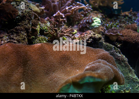 Close-up Braun ricordea und montipora in einem Aquarium Stockfoto