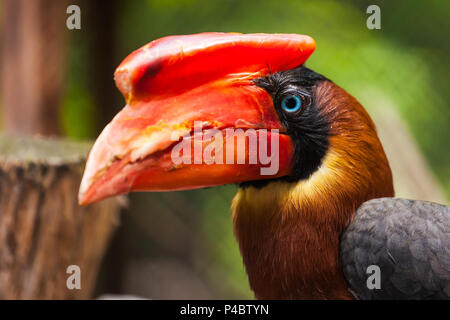 Nahaufnahme Porträt eines braunen Parrot hydrocorax buceros mit einem roten Schnabel und blaue Augen ohne Zweig eines Baumes Stockfoto