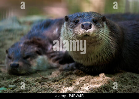 Ein Close-up wird zwei braune Otter am Ufer in der Nähe des Flusses löschen, man schläft, und der zweite Blubber sieht in die Kamera, Stockfoto