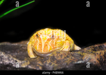 Einen großen gelben gehörnten Frosch auf Stein. Stockfoto