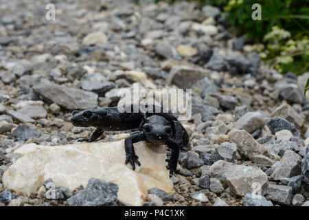 Untersberg (alpensalamander Alpensalamander, Salamandra atra), Flachgau, Salzburg, Österreich Stockfoto