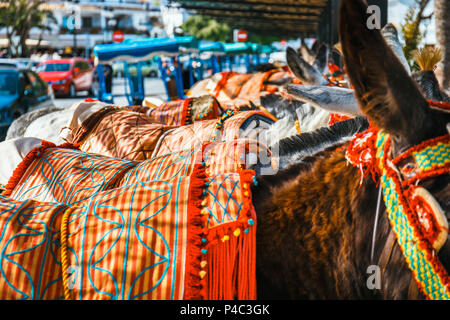 Nahaufnahme von bunt verziert Esel berühmt als Burro Taxi warten auf Passagiere in Mijas, eine wichtige touristische Attraktion. Andalusien, Spanien Stockfoto