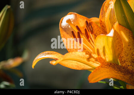 Lily, schöne Lilie im Garten Stockfoto