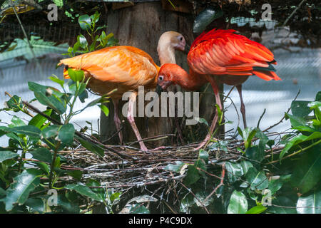 Scarlet ibis Vogel auf einem Baum gehockt. Stockfoto
