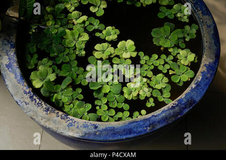 Muschelblumen ist eine Gattung der invasiven Wasserpflanzen in der Familie der Araceae arum. Die einzelnen Arten umfasst, Muschelblumen stratiotes, wird oft als Wasser cab Stockfoto