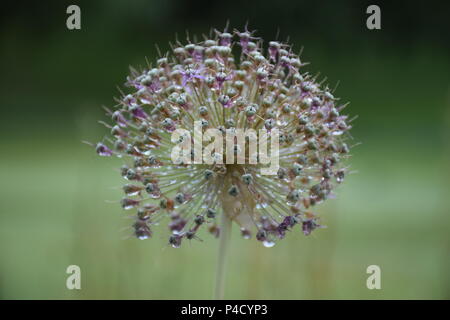 Allium Giganteum Stockfoto