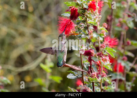 Anna's Hummingbird thront auf einem schwachen Blatt, Flügeln für Balance trinken aus roten bottlebrush Blumen Overhead. In der Arizona Sonora Wüste. Stockfoto