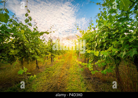 Sonnenaufgang in den Weinberg, Sonne hinter Wolken und glänzend, zwischen den Reihen von Rebsorten Stockfoto