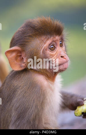 Porträt von Rhesus-Makaken (Macaca Mulatta) in Galta Tempel in Jaipur, Indien. Der Tempel ist berühmt für große Truppe von Affen, die hier leben. Stockfoto