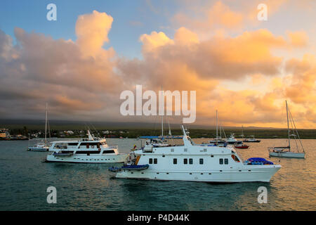 Boote in der Academy Bay in der Nähe von Puerto Ayora auf Santa Cruz Island verankert, Galapagos, Ecuador. Die Bucht war für die Kalifornische Akademie o benannt Stockfoto