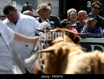 Menschenmassen beobachten Highland Kühe im Ring während der Beurteilung an der Royal Highland Show in Ingliston in Edinburgh statt. Stockfoto