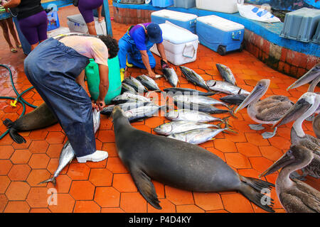 Lokale Männer schneiden von Fisch auf dem Markt in Puerto Ayora auf der Insel Santa Cruz, Galápagos-Nationalpark, Ecuador. Puerto Ayora ist die bevölkerungsreichste Stadt in Stockfoto