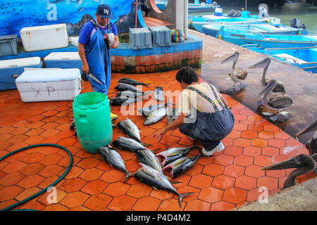 Lokale Männer schneiden von Fisch auf dem Markt in Puerto Ayora auf der Insel Santa Cruz, Galápagos-Nationalpark, Ecuador. Puerto Ayora ist die bevölkerungsreichste Stadt in Stockfoto