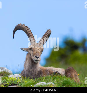 Vorderansicht natürlichen männlichen Steinböcke Steinbock sitzen in der grünen Wiese Stockfoto