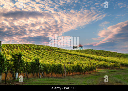 Weinberg mit Reihen von Rebsorten im Sonnenaufgang, Sonnenuntergang mit alten Gebäude, der Villa auf dem Weingarten, traditionellen authentischen europäischen Winery, Slovenske Stockfoto