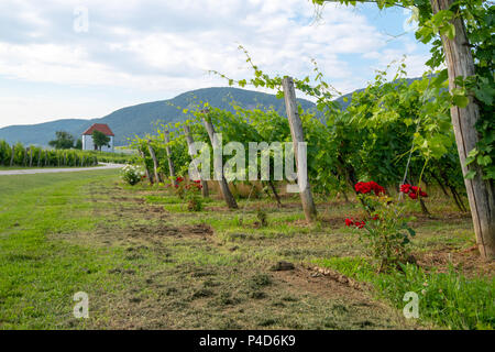 Weinberg mit Reihen von Rebsorten im Sonnenaufgang mit alten Gebäude, der Villa auf dem Weingarten, traditionellen authentischen europäischen Winery, Slovenske Konjice Stockfoto