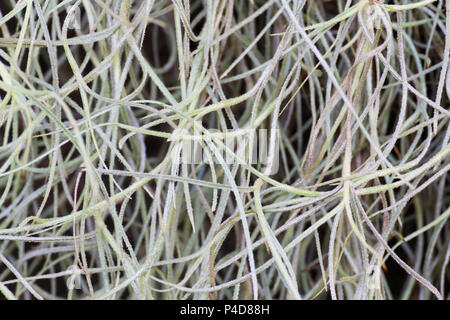 Close up grüne Pflanze Textur auf Baum Hintergrund. Stockfoto