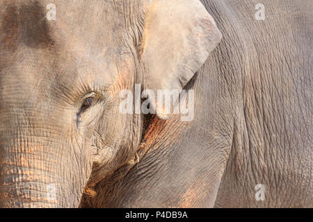 Schließen bis Asien schöne Elefanten in der Natur. Stockfoto