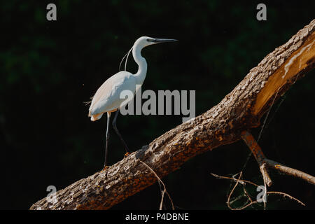 White Heron (Ardea alba) auf einer Bank im Donaudelta, Europa, Rumänien sitzen Stockfoto