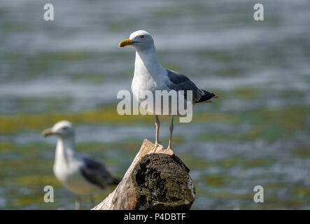 Mediterrane Möwe auf einen Zweig im Wasser in das Donau Delta Rumänien Stockfoto