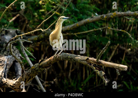 Squacco Heron (Ardeola ralloides) in wunderschöner Sonnenuntergang Licht in das Donau Delta Stockfoto