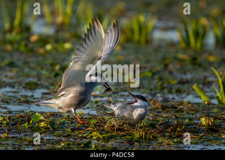 White-Cheeked Tern männlichen bringen einen Wasser Wurm zu einem weiblichen Tern in das Donau Delta Rumänien wildlife Vogel Fotografie in der Donau Stockfoto