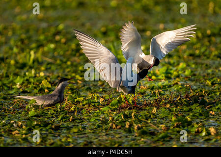 Weiß ist Tern Männer (Sterna Repressa) kämpfen für teritory in das Donau Delta Stockfoto