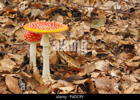 Jungen und ausgereiften Fly Agaric (Amanita muscaria) Pilze im Wald wachsen. Polen, das Heilige Kreuz Berge. Stockfoto