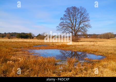 Trockene Gräser und kleinen Teich auf Flut-Wiese im frühen Frühling mit Bäumen. Polen, das Heilige Kreuz Berge. Stockfoto