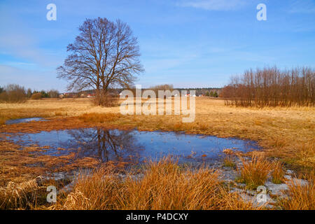 Trockene Gräser und kleinen Teich auf Flut-Wiese im frühen Frühling mit Bäumen. Polen, das Heilige Kreuz Berge. Stockfoto