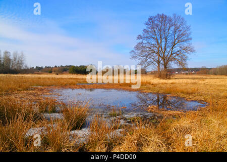 Trockene Gräser und kleinen Teich auf Flut-Wiese im frühen Frühling mit Bäumen. Polen, das Heilige Kreuz Berge. Stockfoto