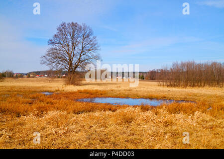 Trockene Gräser und kleinen Teich auf Flut-Wiese im frühen Frühling mit Bäumen. Polen, das Heilige Kreuz Berge. Stockfoto