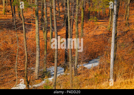 Wald mit gefrorenen Pfützen im frühen Frühling. Polen, das Heilige Kreuz Berge. Stockfoto