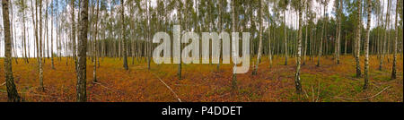 Panoramablick auf das Bild einer Birke Wald am Anfang Herbst. Polen, das Heilige Kreuz Berge. Stockfoto