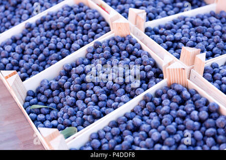 Reif und saftig frisch gepflückt Blaubeeren. Obst und Gemüse auf einem Bauernmarkt Stockfoto