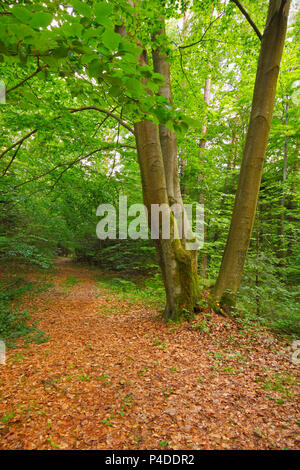 Drei Buche im Wald mit trocken gefallenen Laub. Polen, das Heilige Kreuz Berge. Stockfoto