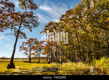Kahlen Zypressen im Spätherbst, Angeln Deck in der Nähe von Potters Punkt an Caddo Lake, Texas, USA Stockfoto