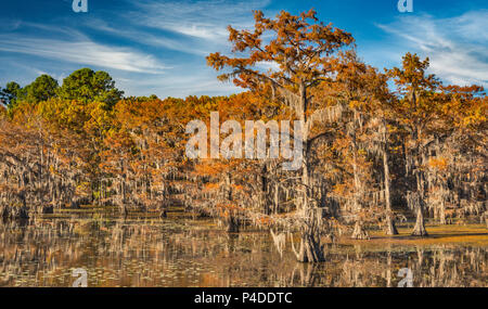 Kahlen Zypressen mit spanischem Moos im Spätherbst an der Säge Mühle Teich in Caddo Lake State Park, Texas, USA abgedeckt Stockfoto