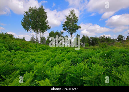 Wiese durch Eagle Farn (Pteridium aquilinum) Pflanzen mit Birken und bewölkter Himmel im Hintergrund. Polen, das Heilige Kreuz Berge. Stockfoto