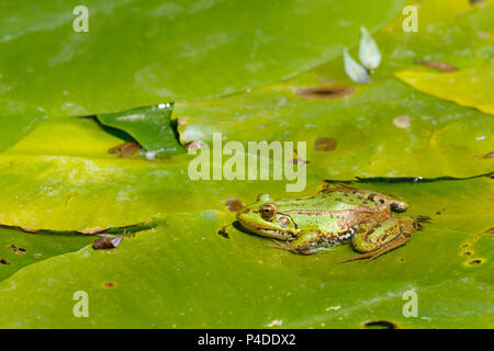 Ein Perez Frosch (Pelophylax perezi) über Lilys Blätter, Rio Lobos Canyon, Soria, Spanien. Stockfoto