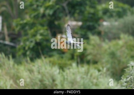 Eine gemeinsame Taube (Columba livia) Fliegen über Ripoll Fluss, Sabadell, Katalonien. Stockfoto