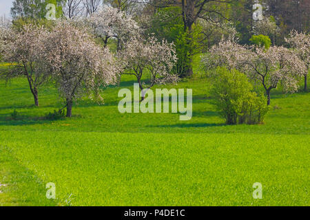 Frühling Landschaft mit grünen Wiesen und blühenden Bäume. Polen, das Heilige Kreuz Berge. Stockfoto