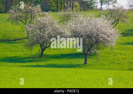 Frühling Landschaft mit grünen Wiesen und blühenden Bäume. Polen, das Heilige Kreuz Berge. Stockfoto